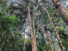 -梭布垭石林景区