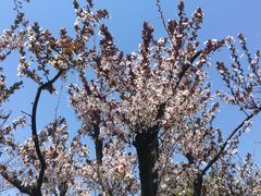 -顾村公园