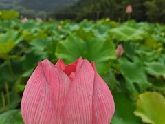 -紫鹊界梯田景区