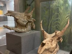 -烟台自然博物馆