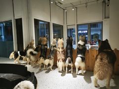 -Husky Go!哈士奇体验馆·宠物咖啡厅狗咖