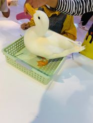-Moni星球萌宠·小马宝莉·灵蛇·高端高阶全萌宠互动体验俱乐部(红豆国际广场店)