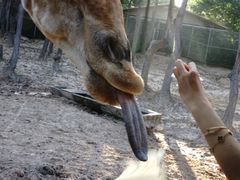 景点-清迈夜间动物园