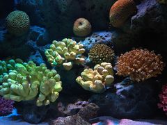 -暹罗海洋世界