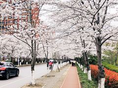 -高东镇樱花园