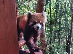 -普洱太阳河森林公园
