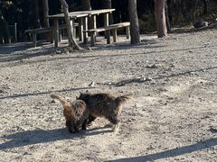 -北京西山国家森林公园