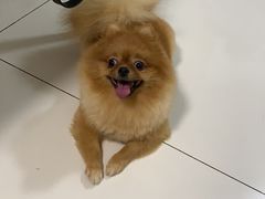 -宠物之家Pets Home 宠物寄养酒店