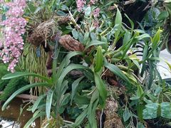 -北京植物园-展览温室