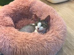 -momokira米努特·德文卷毛猫·棉花面纱犬