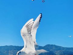 -栈桥-停车场