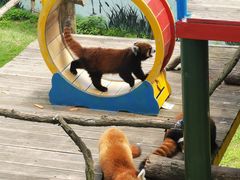 -西霞口神雕山野生动物世界