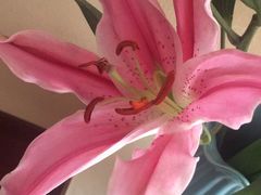 -大自然花鸟鱼虫市场