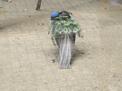 -石家庄市动物园