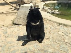 -石家庄市动物园