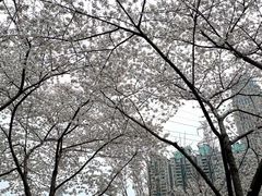 -西北湖绿化广场