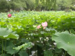 -四川大学(华西校区)