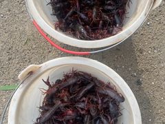 -同銮特种养殖场·龙虾垂钓