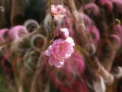 -桃花涧