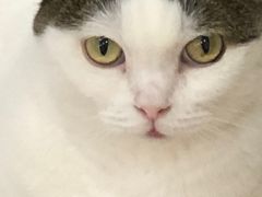 -喵园·猫主题咖啡厅·撸猫·猫咖(国贸店)