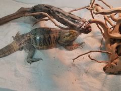 -喵园·猫主题咖啡厅·撸猫·猫咖(国贸店)