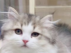 -momokira米努特·德文卷毛猫·棉花面纱犬