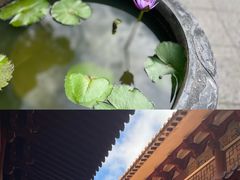 -深圳仙湖植物园