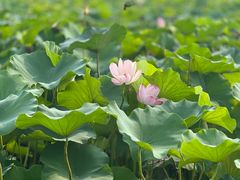 -嘉北郊野公园