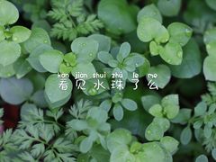 -良渚文化村