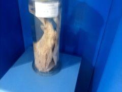 -上海海洋大学鱼文化博物馆(军工路校区)