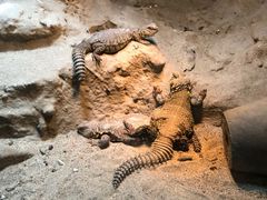 -上海动物园(地铁站)