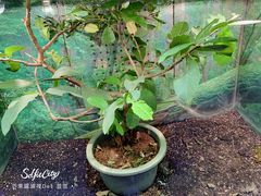 -上海大自然野生昆虫馆(东方明珠·爬宠昆虫探索中心)