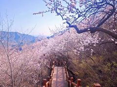 -大岭沟猕猴桃谷风景区