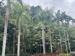 -西双版纳原始森林公园