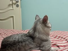 -中农国际动物医院24小时·猫科·骨科·急重症中心
