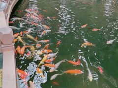 -南宫五洲植物乐园