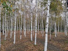 -长春市南湖公园