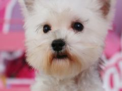 -翊宠yipet猫狗购宠庄园