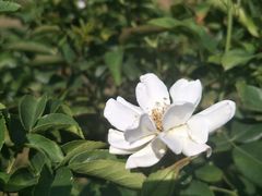 -亚龙湾国际玫瑰谷