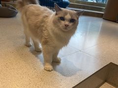 -飞行喵MR PILOT|猫舍·猫咖(静安大融城店)