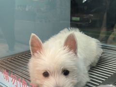 -FAELING PETS美天灵宠物(合生汇店)