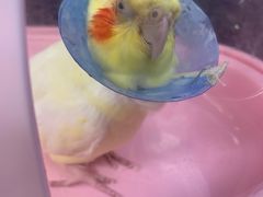 -瑞派名望24h动物医院异宠专科·猫专科·骨科·重症监护分院