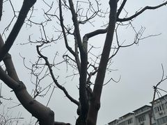 -王府半岛酒店