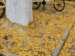 -四川大学(华西校区)