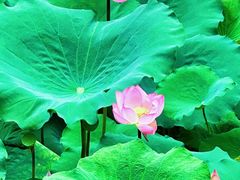 -荔湾湖公园