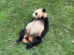 -卧龙中华大熊猫苑神树坪基地