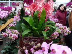 -龙大花卉苗木市场