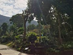 -深圳仙湖植物园