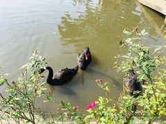 -鹅湖玫瑰文化园