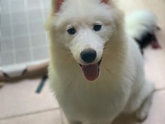 -翊宠yipet猫狗购宠庄园犬舍•猫舍